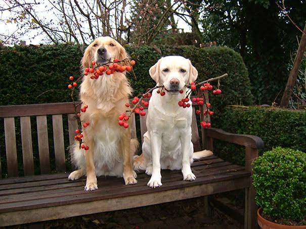 fall doggies